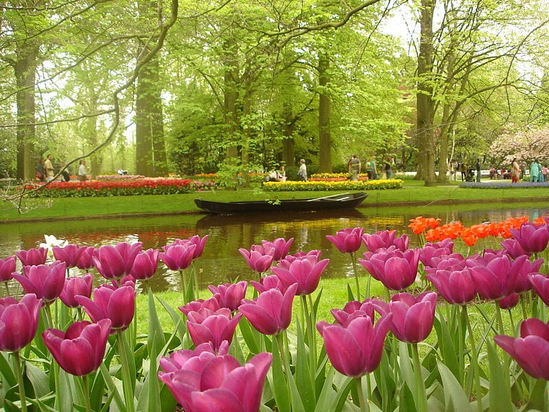 Beautiful Flower Garden Image