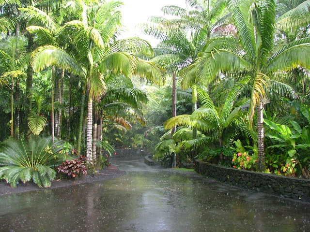 Best Tropical Landscape