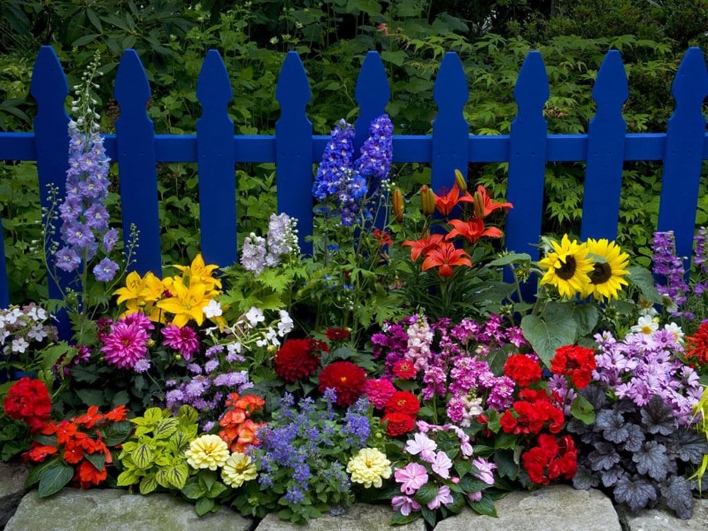 Colorful Flower Garden Image