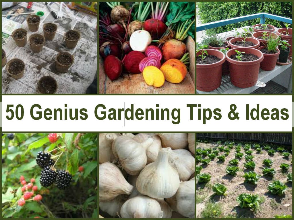 Gardening Tips Picture