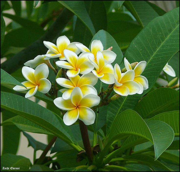Simple Flowering Plant